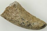 Bargain, 1.1" Tyrannosaur (Nanotyrannus?) Tooth - Montana - #204060-1
